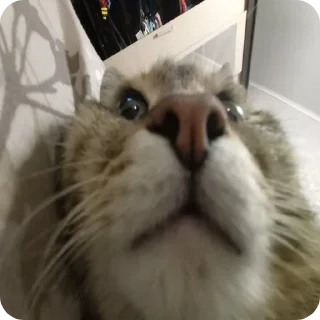😺 emoji Хах ебать Telegram sticker 3 of 84