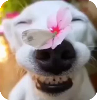 😍 emoji Добри Telegram sticker 9 of 10