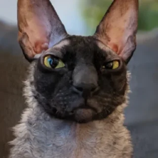 😡 emoji Пиксель, кот Telegram sticker 6 of 15