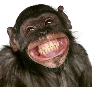 🌟 emoji Monkeys stickers Telegram sticker 5 of 14