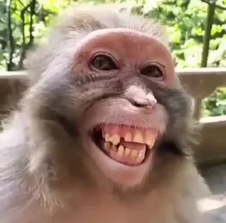 🙂 emoji Monkeys stickers Telegram sticker 13 of 14