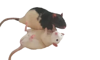 🎀 emoji микро крыски от @velzzie Telegram sticker 14 of 30