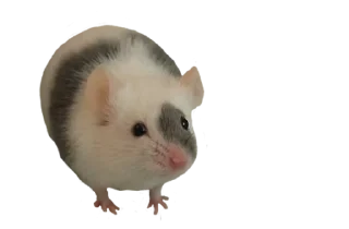 🎀 emoji микро крыски от @velzzie Telegram sticker 18 of 30