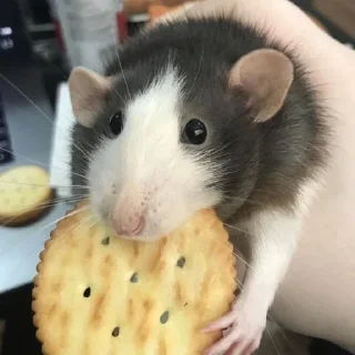 🌟 emoji Домашние Крыски Telegram sticker 3 of 14