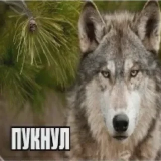 🐺 emoji Хуета Telegram sticker 5 of 90