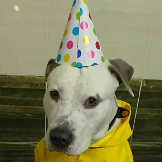 🕺 emoji Эскобар Палыч Telegram sticker 8 of 9
