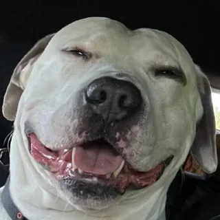 😁 emoji Эскобар Палыч Telegram sticker 9 of 9