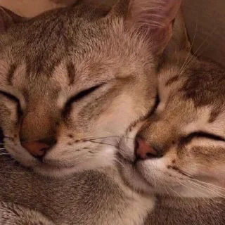 ❤️ emoji киси-сердечки Telegram sticker 11 of 63