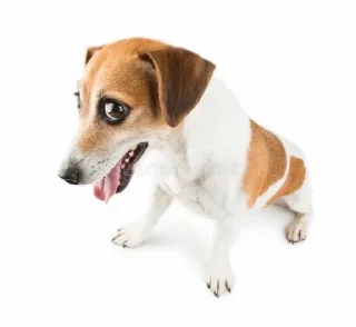 😆 emoji джек рассел рулит Telegram sticker 15 of 28