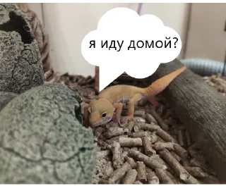 🛖 emoji эушка-бонни Telegram sticker 5 of 8