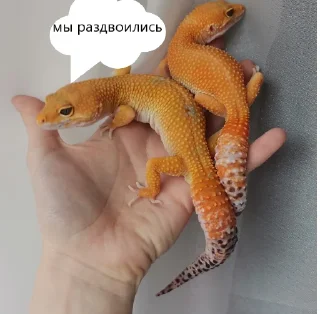 🦎 emoji эушка-бонни Telegram sticker 6 of 8
