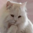 🤔 emoji Pussy Telegram sticker 15 of 38