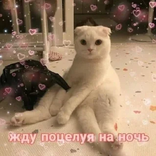 🤍 emoji муа Telegram sticker 8 of 49