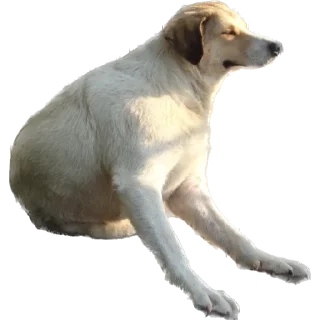 Sticker from DogsKobuleti