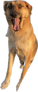 🫢 emoji DogsKobuleti Telegram sticker 10 of 34