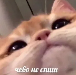 ⁉️ emoji Ня Telegram sticker 8 of 11