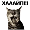 😲 emoji Котики [eeZee] Telegram sticker 15 of 48