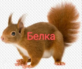 Sticker from Белка