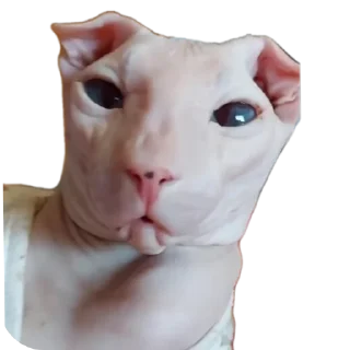 🤲 emoji Котек by PENGWYIN Telegram sticker 5 of 10