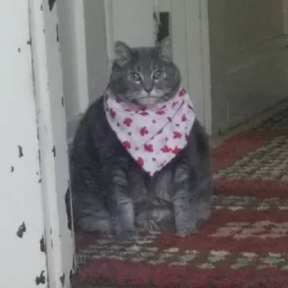 🍕 emoji Chai's Cat Memes Telegram sticker 19 of 120