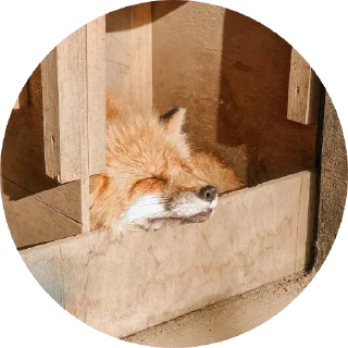 ☀️ emoji 🦊 лисики 🦊 Telegram sticker 17 of 54