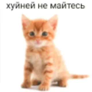 🐱 emoji mfx Telegram sticker 15 of 107