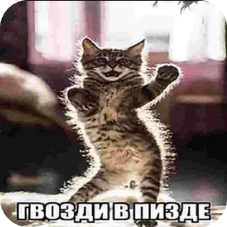 🐱 emoji Гвозди в пизде Telegram sticker 5 of 9