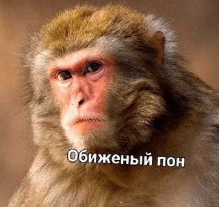 🦧 emoji Макаока Telegram sticker 7 of 50