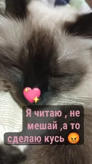 Sticker from Пушка💗-🔫
