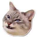 🐱 emoji @TVstickers 🙀 Cats Telegram sticker 14 of 112