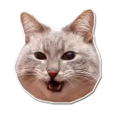 🐱 emoji @TVstickers 🙀 Cats Telegram sticker 9 of 112