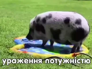 🐽 emoji Потужний стікер пак Telegram sticker 16 of 19