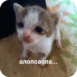 🐱 emoji Гипер няшечка..<3 @MoiStikiBot Telegram sticker 21 of 63