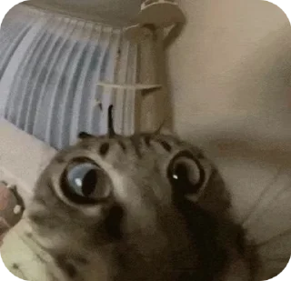 😳 emoji Стикерочки Telegram sticker 17 of 103