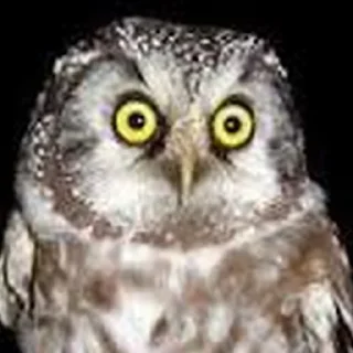 😦 emoji Cursed Owls Telegram sticker 2 of 38