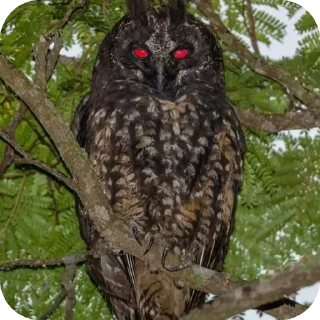 🦉 emoji Owls • @Earth928B Telegram sticker 22 of 40