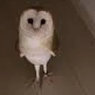 👽 emoji Cursed Owls Telegram sticker 6 of 38