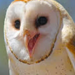 😀 emoji Cursed Owls Telegram sticker 12 of 38