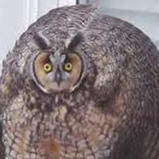 🤯 emoji Cursed Owls Telegram sticker 19 of 38
