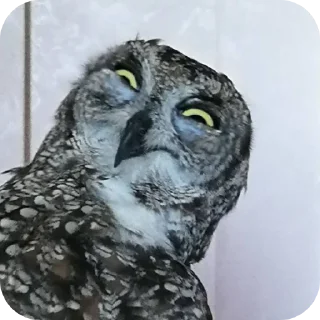 🦉 emoji Owls • @Earth928B Telegram sticker 10 of 40