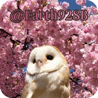 🦉 emoji Owls • @Earth928B Telegram sticker 5 of 40