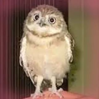 🙂 emoji Cursed Owls Telegram sticker 15 of 38