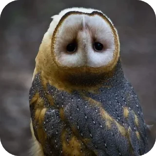 🦉 emoji Owls • @Earth928B Telegram sticker 17 of 40