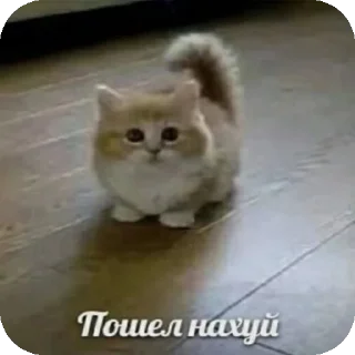🐱 emoji хз @Agent_00007 Telegram sticker 19 of 98