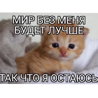 🐱 emoji хз @Agent_00007 Telegram sticker 12 of 98