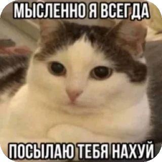 🐱 emoji хз @Agent_00007 Telegram sticker 8 of 98