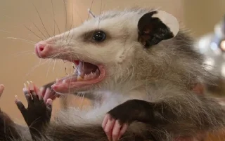 😳 emoji Opossum Telegram sticker 22 of 86