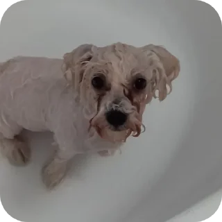 🐶 emoji собаки герыча Telegram sticker 14 of 34