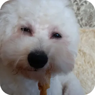 🐶 emoji собаки герыча Telegram sticker 7 of 34
