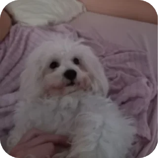🐶 emoji собаки герыча Telegram sticker 10 of 34